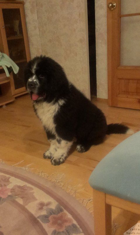 Фото: ньюфаундленд Bard s Berega Dona (Бард с Берега Дона)