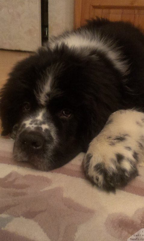 Фото: ньюфаундленд Bard s Berega Dona (Бард с Берега Дона)