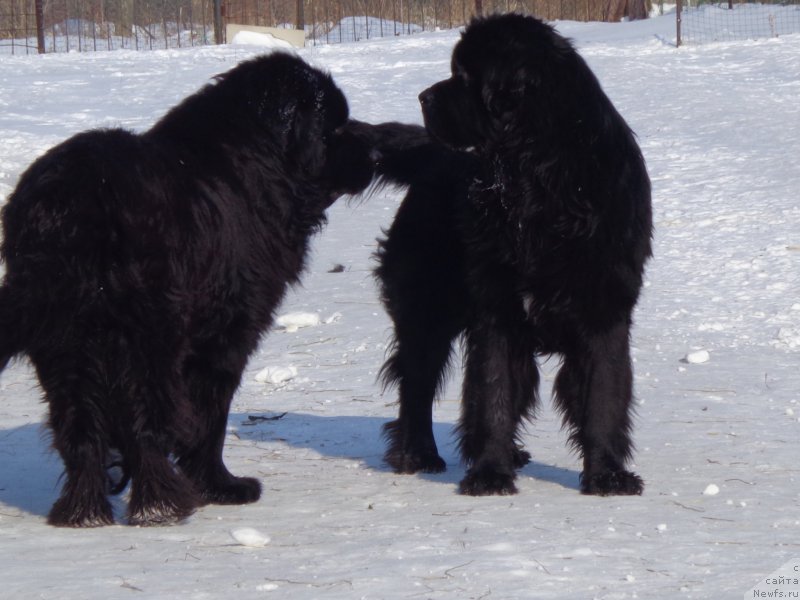 Фото: ньюфаундленд Viski Red Label Veps (Виски Ред Лейбл Вепс), ньюфаундленд Super Premium Liniel Daylirring (Супер Премиум Линиэль Дайлиррин)