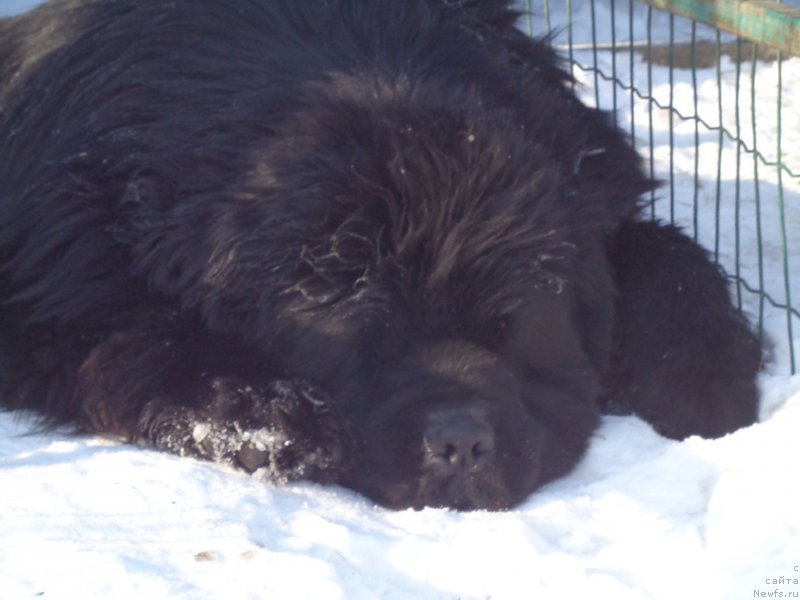 Фото: ньюфаундленд Super Premium Mikado (Супер Премиум Микадо)