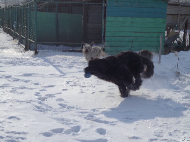 Фото: ньюфаундленд Super Premium Nemessis (Супер Премиум Немессис)