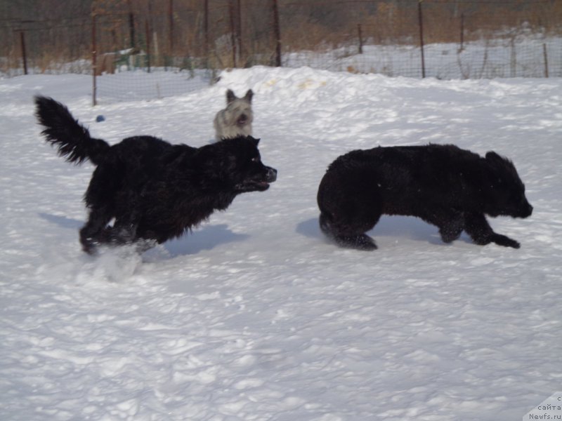Фото: ньюфаундленд Super Premium Nemessis (Супер Премиум Немессис), ньюфаундленд Viktorius Smayl (Викториус Смайл)