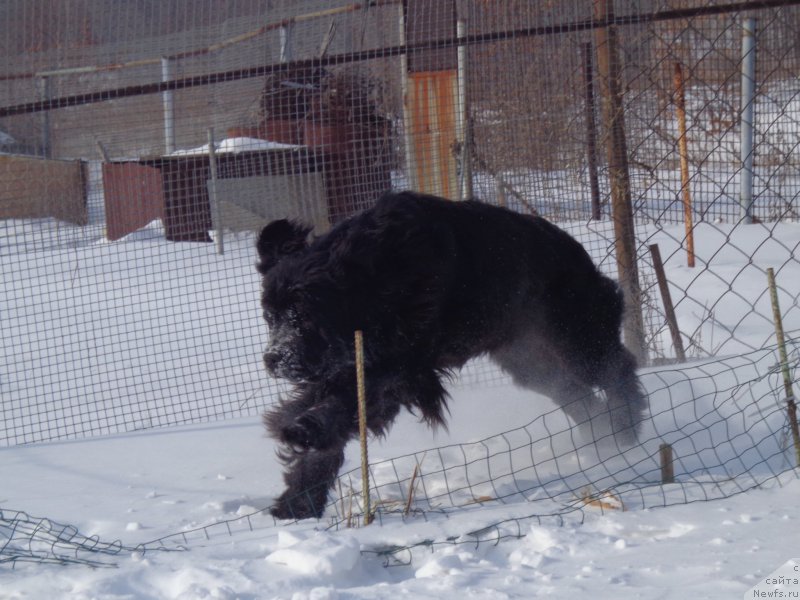 Фото: ньюфаундленд Super Premium Nemessis (Супер Премиум Немессис)