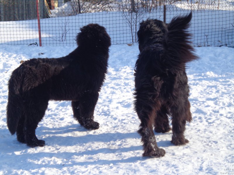 Фото: ньюфаундленд Super Premium Nemessis (Супер Премиум Немессис), ньюфаундленд Viktorius Smayl (Викториус Смайл)