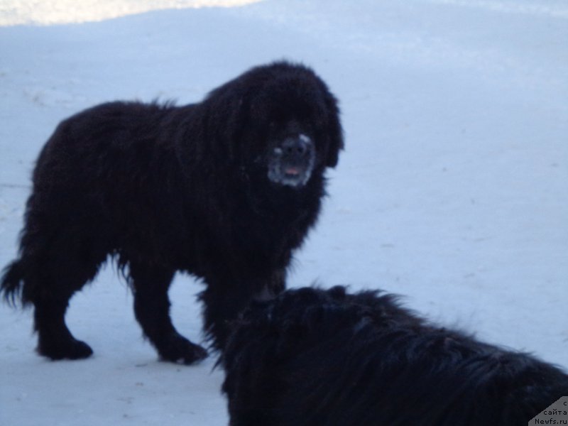 Фото: ньюфаундленд Viski Red Label Veps (Виски Ред Лейбл Вепс)