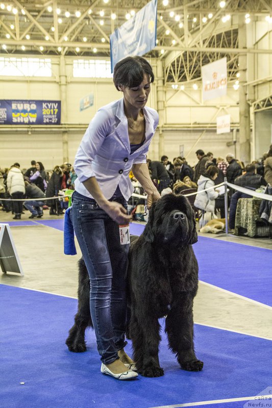 Фото: ньюфаундленд Аlpha Tauri Dinastiya Soverchenstva (Альфа Таури Династия Совершенства)