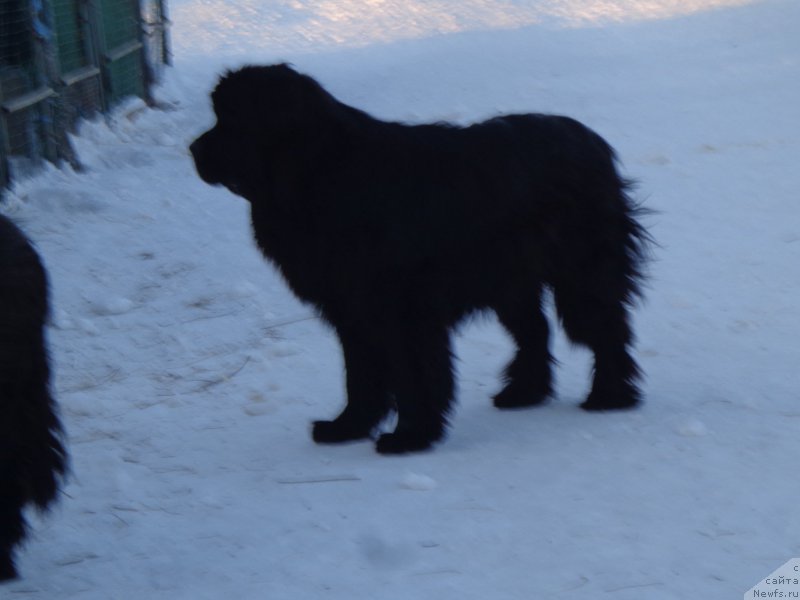 Фото: ньюфаундленд Super Premium Nao Del Trato (Супер Премиум Нао Дел Трато)