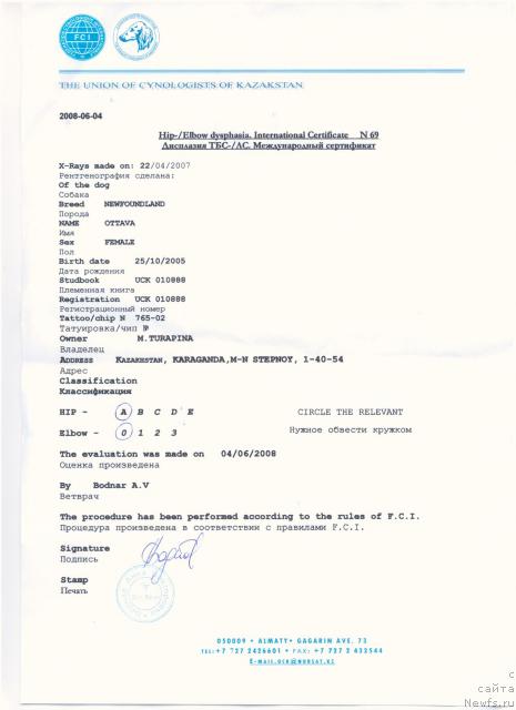 Фото: ньюфаундленд Ottava (Оттава)