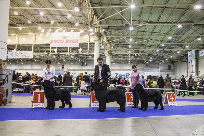 Фото: ньюфаундленд Аlpha Tauri Dinastiya Soverchenstva (Альфа Таури Династия Совершенства)