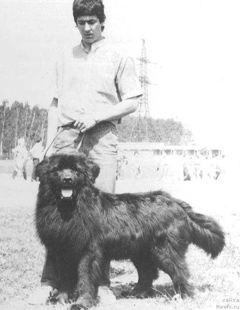 Фото: ньюфаундленд YEl' Ust Sanye (Эль Уст Санэ)