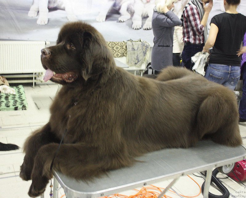 Фото: ньюфаундленд Aquatoriya Kelvin Heather Honey (Акватория Келвин Хизер Хани)