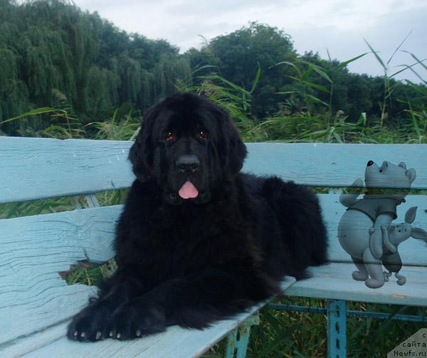Фото: ньюфаундленд Brenda Kara Deniz (Бренда Кара Дениз)