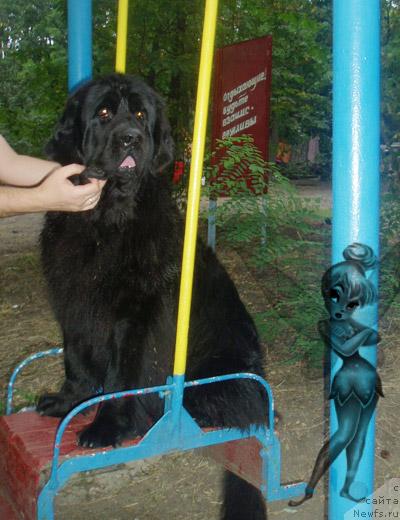 Фото: ньюфаундленд Brenda Kara Deniz (Бренда Кара Дениз)