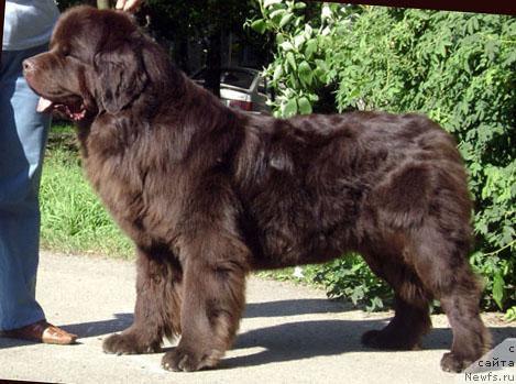 Фото: ньюфаундленд Super Premium Best Belzhen Regards (Супер Премиум Бест Бэлжен Ригардс)