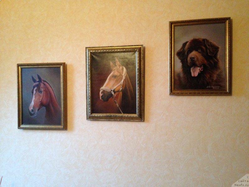 Фото: ньюфаундленд Peter-Bear Bizerta Soul (Петер-Беар Бизерта Соул)