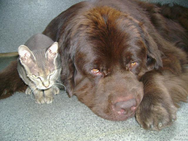 Фото: ньюфаундленд Super Premium Best Belzhen Regards (Супер Премиум Бест Бэлжен Ригардс)