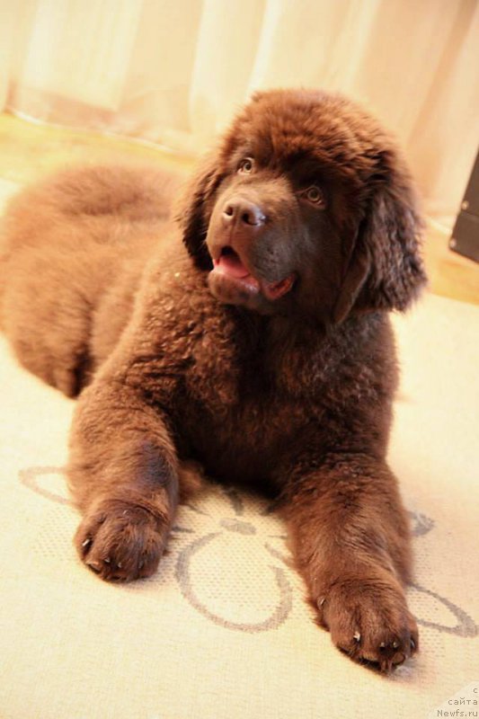 Фото: ньюфаундленд Brownblood MSK Hayes Hago (Браунблад МСК Хаиес Хаго)
