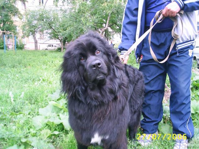 Фото: ньюфаундленд Obush SHed YU'Luk B'yutiful (Обуш Шед Ю'Лук Бьютифул)