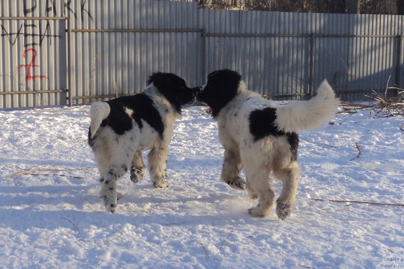 Фото: ньюфаундленд Mag Ispolin Onega (Маг Исполин Онега), ньюфаундленд Mag Ispolin Obsidian (Маг Исполин Обсидиан)