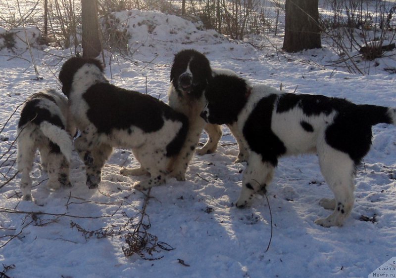 Фото: ньюфаундленд Mag Ispolin Obsidian (Маг Исполин Обсидиан), ньюфаундленд Mag Ispolin Ol'ha (Маг Исполин Ольха), ньюфаундленд Mag Ispolin Onega (Маг Исполин Онега), ньюфаундленд Mag Ispolin Obi-Van Kenobi (Маг Исполин Оби-Ван Кеноби)