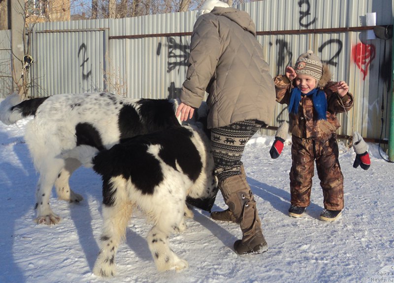 Фото: ньюфаундленд Mag Ispolin Moda Maksi (Маг Исполин Мода Макси), ньюфаундленд Mag Ispolin Onega (Маг Исполин Онега), Саша