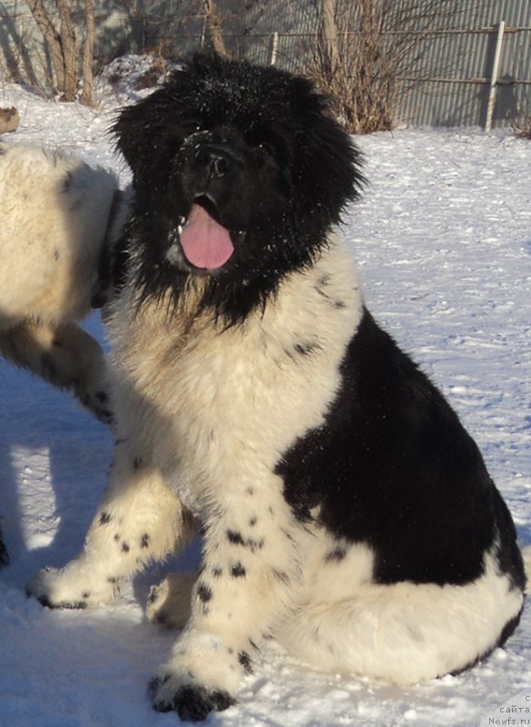 Фотография № 170880