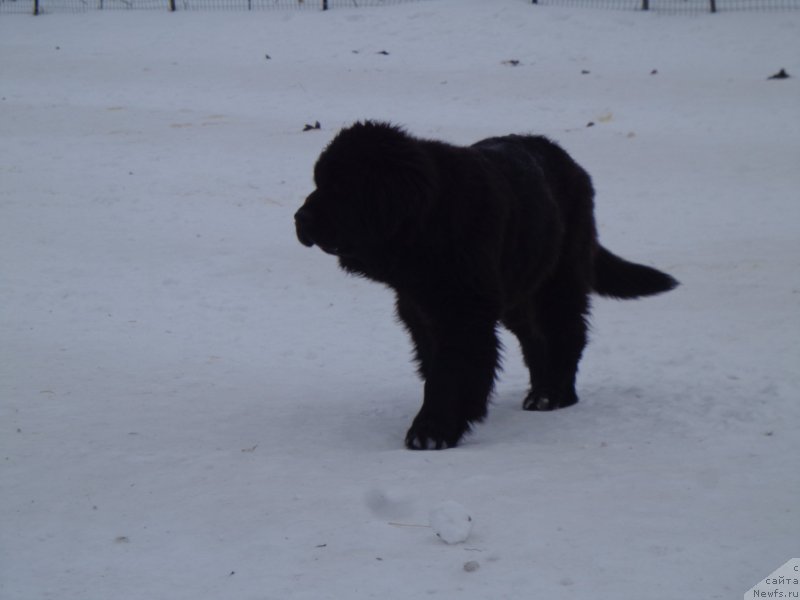 Фото: ньюфаундленд Viktorius Smayl (Викториус Смайл)