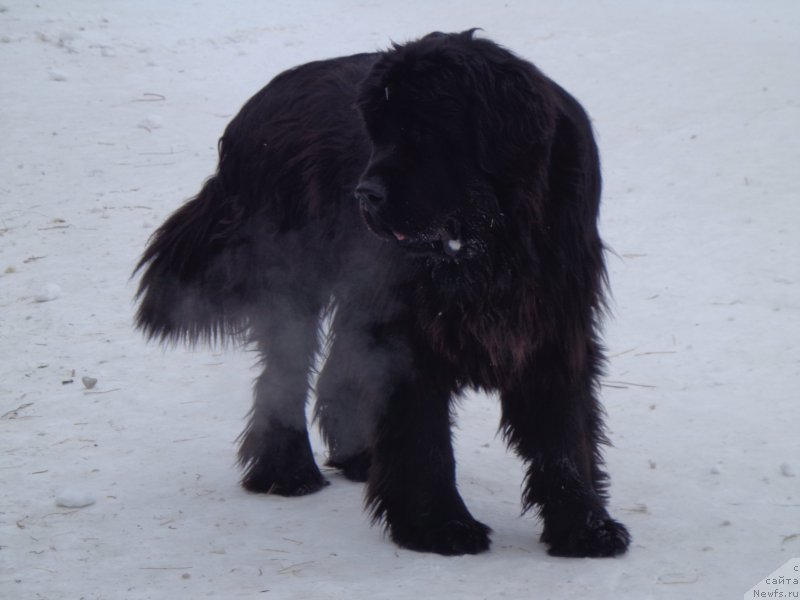 Фото: ньюфаундленд Super Premium Nao Del Trato (Супер Премиум Нао Дел Трато)