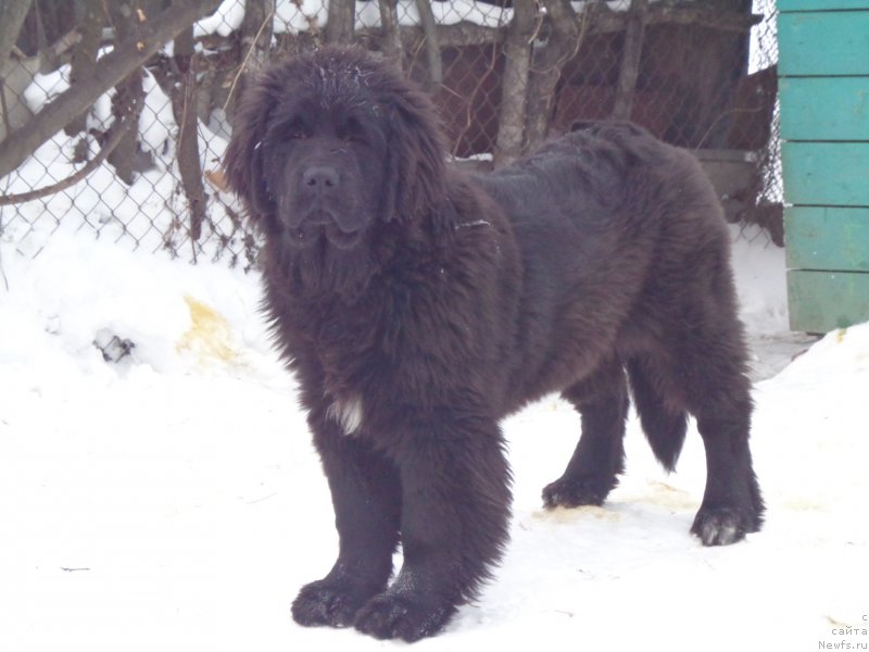 Фото: ньюфаундленд Viktorius Smayl (Викториус Смайл)