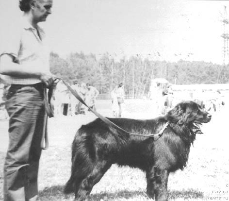 Фото: ньюфаундленд YEl' Dar Ust Sanye (Эль Дар Уст Санэ)