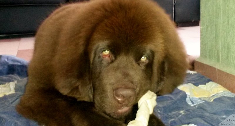 Фото: ньюфаундленд Brownblood MSK Happy Teddy (Браунблад МСК Хэппи Тедди)