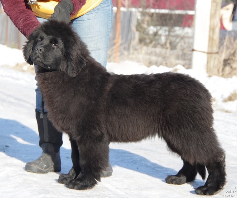 Фото: ньюфаундленд Akvatoriya Kelvin Apple Svit (Акватория Келвин Аппле Свит)