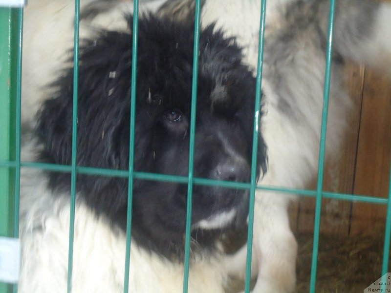 Фотография № 170933