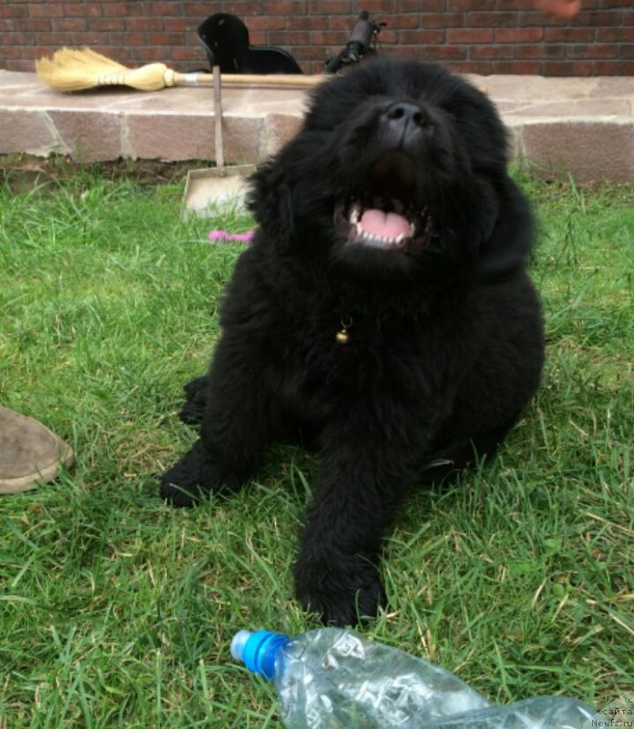 Фото: ньюфаундленд Hillary Incarnation of a Top Secret (Хиллари Инкарнатион оф а Топ Секрет)