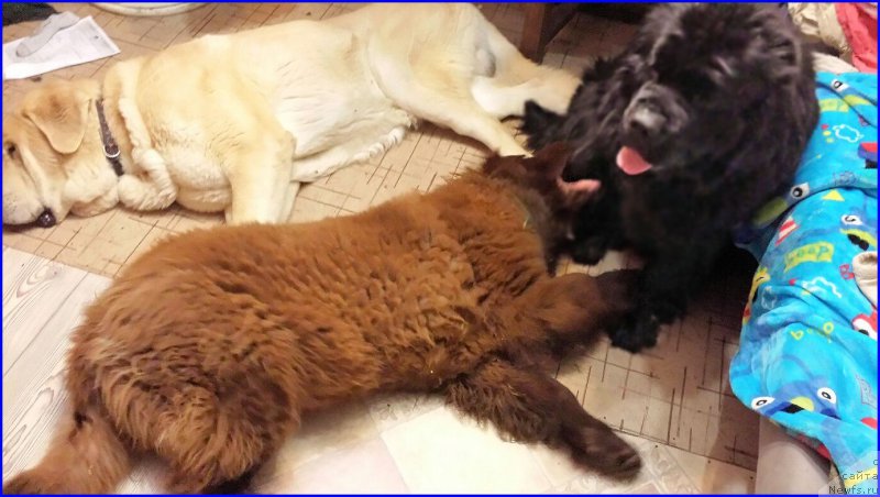 Фото: ньюфаундленд Brownblood MSK Hakim Gold Haydar (Браунблад МСК Хаким Голд Хайдар), ньюфаундленд N'yufort Taym's Gold Aleksa (Ньюфорт Тайм'с Голд Алекса)