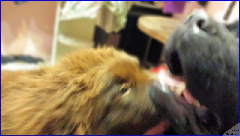 Фото: ньюфаундленд Brownblood MSK Hakim Gold Haydar (Браунблад МСК Хаким Голд Хайдар)