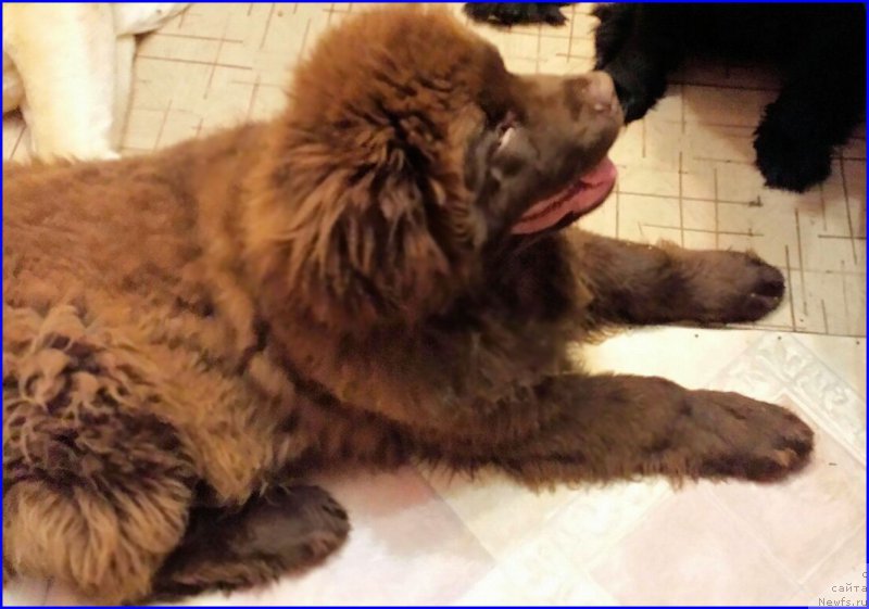 Фото: ньюфаундленд Brownblood MSK Hakim Gold Haydar (Браунблад МСК Хаким Голд Хайдар)