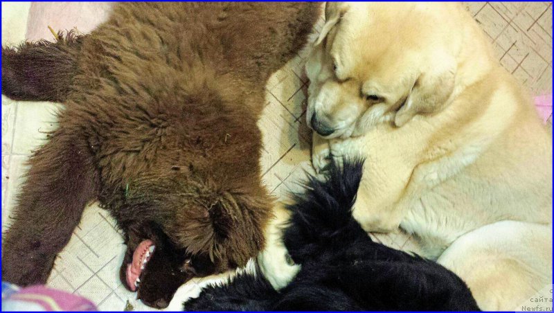 Фото: ньюфаундленд Brownblood MSK Hakim Gold Haydar (Браунблад МСК Хаким Голд Хайдар), ФРАНКО