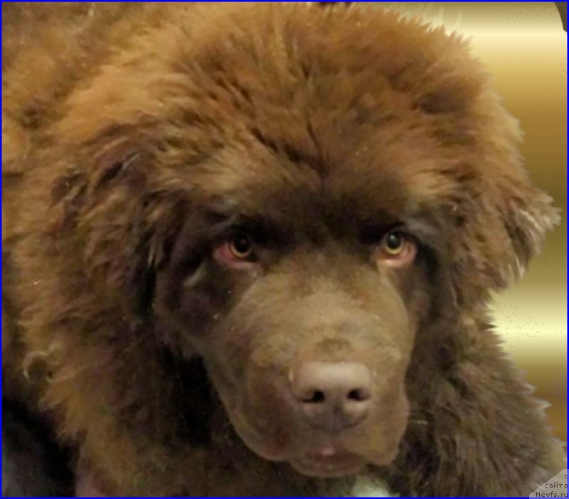 Фото: ньюфаундленд Brownblood MSK Hakim Gold Haydar (Браунблад МСК Хаким Голд Хайдар)