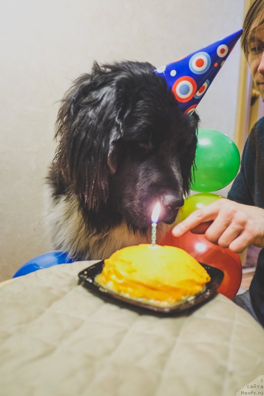 Фото: ньюфаундленд Sent Djons Inspiryeyshn (Сент Джонс Инспирэйшн)