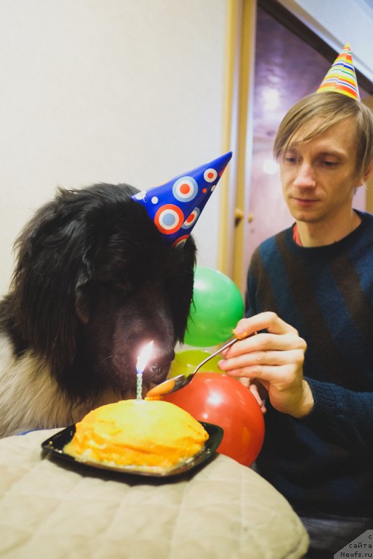 Фото: ньюфаундленд Sent Djons Inspiryeyshn (Сент Джонс Инспирэйшн)