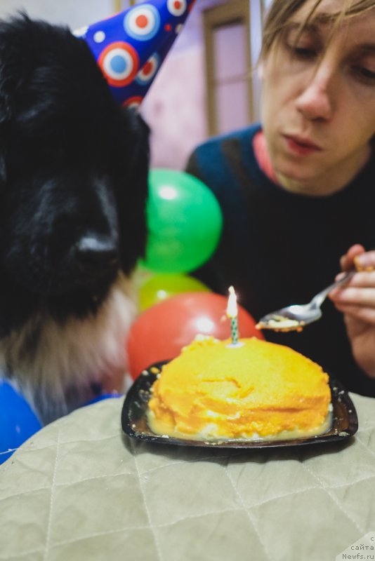 Фото: ньюфаундленд Sent Djons Inspiryeyshn (Сент Джонс Инспирэйшн)