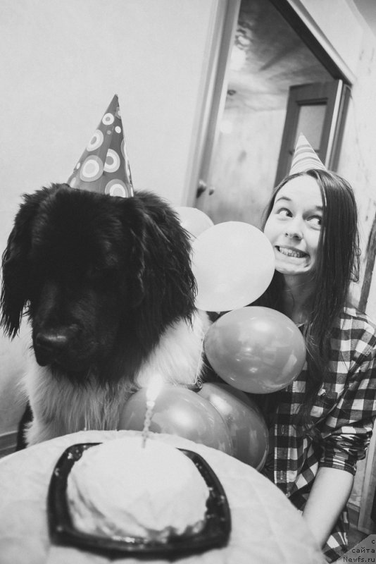 Фото: ньюфаундленд Sent Djons Inspiryeyshn (Сент Джонс Инспирэйшн)