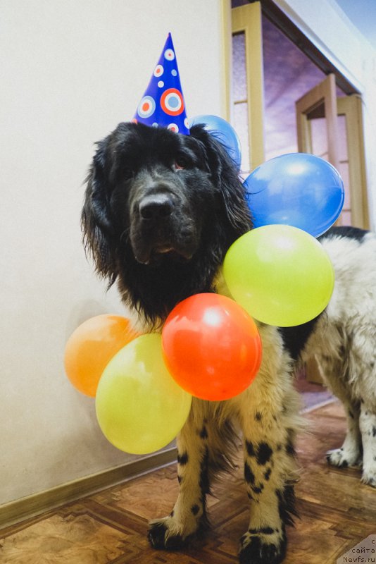 Фото: ньюфаундленд Sent Djons Inspiryeyshn (Сент Джонс Инспирэйшн)