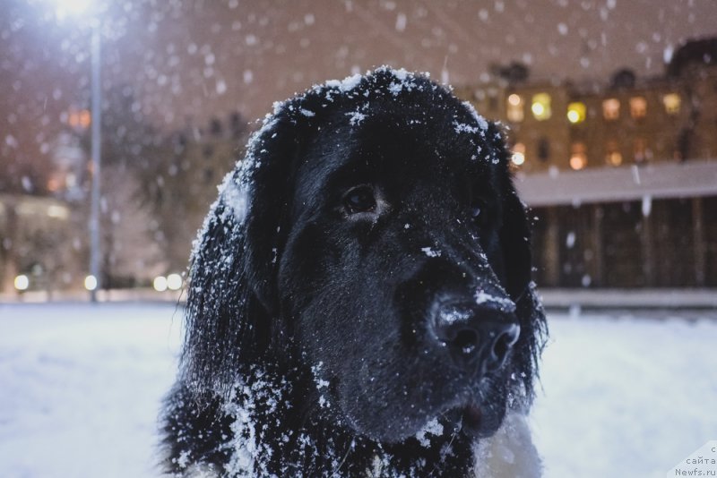 Фото: ньюфаундленд Sent Djons Inspiryeyshn (Сент Джонс Инспирэйшн)