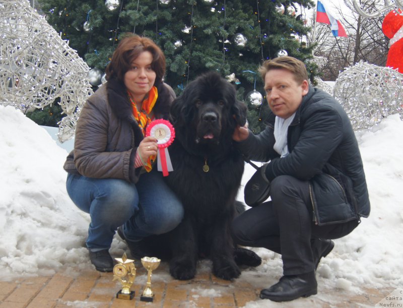 Фото: ньюфаундленд Chisty Brilliant Amigo (Чистый Бриллиант Амиго)