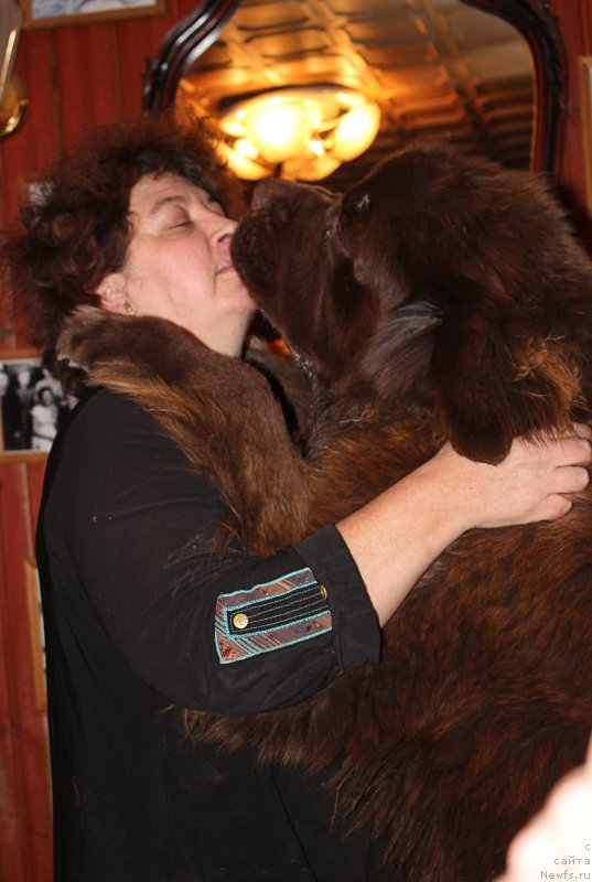 Фото: ньюфаундленд Charli The Best Helfi Pel (Чарли Де Бест Хелфи Пэл)