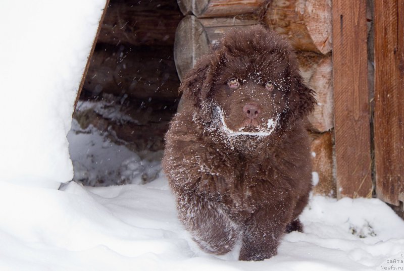 Фото: ньюфаундленд Naomi Tagoliri for Brouwnblood (Наоми Таголири фор Браунблад)