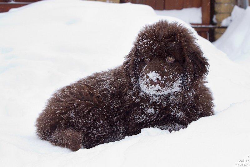 Фото: ньюфаундленд Naomi Tagoliri for Brouwnblood (Наоми Таголири фор Браунблад)