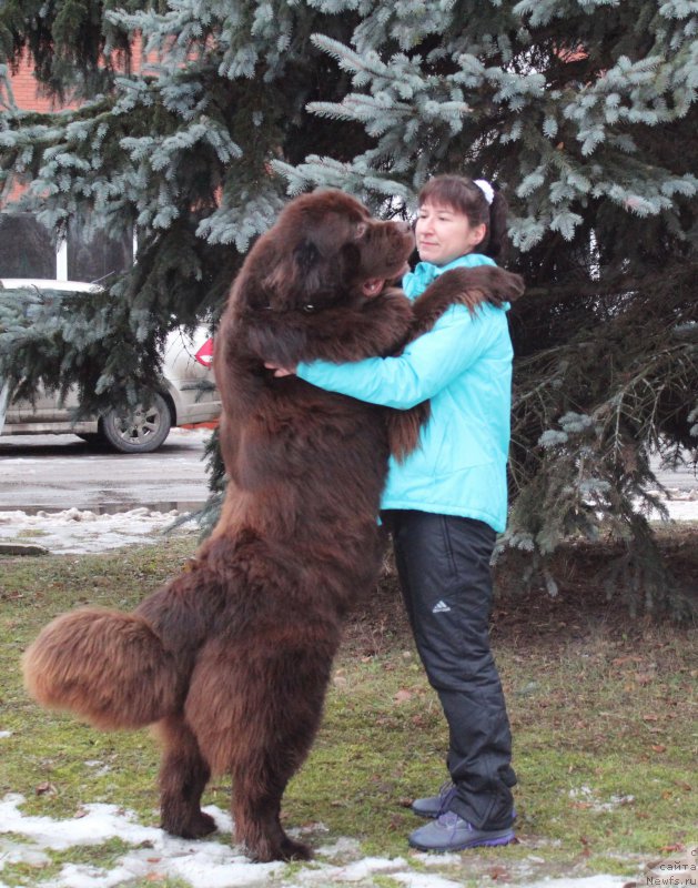 Фото: ньюфаундленд Aquatoriya Kelvin Rise After Me (Акватория Келвин Райз Афтэ Ми)